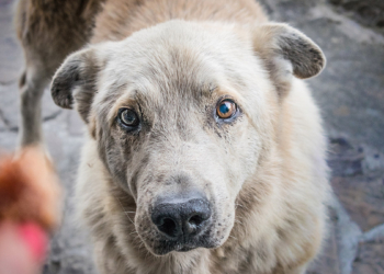 Bir köpek bir kadın bir mikrofon
