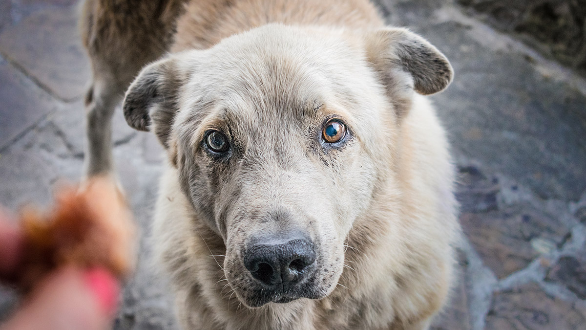 Bir köpek bir kadın bir mikrofon