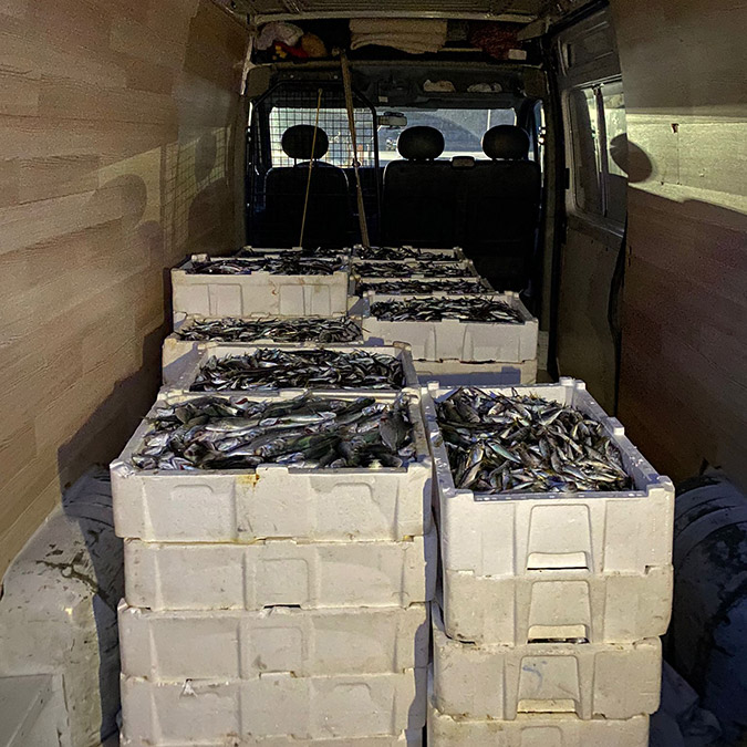 1 ton 100 kilo lüfer ve istavrite el konuldu