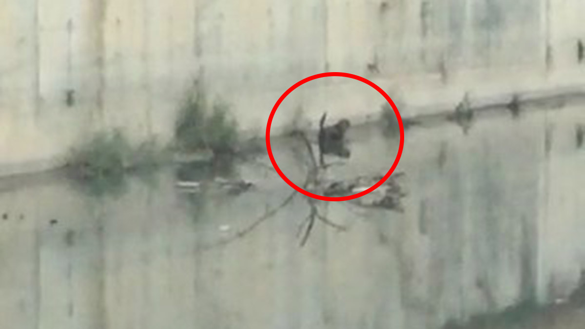 Su kanalında 4 gün boyunca mahsur kalan köpek kurtarıldı