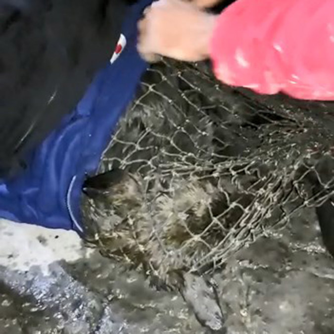 Su kanalında 4 gün boyunca mahsur kalan köpek kurtarıldı