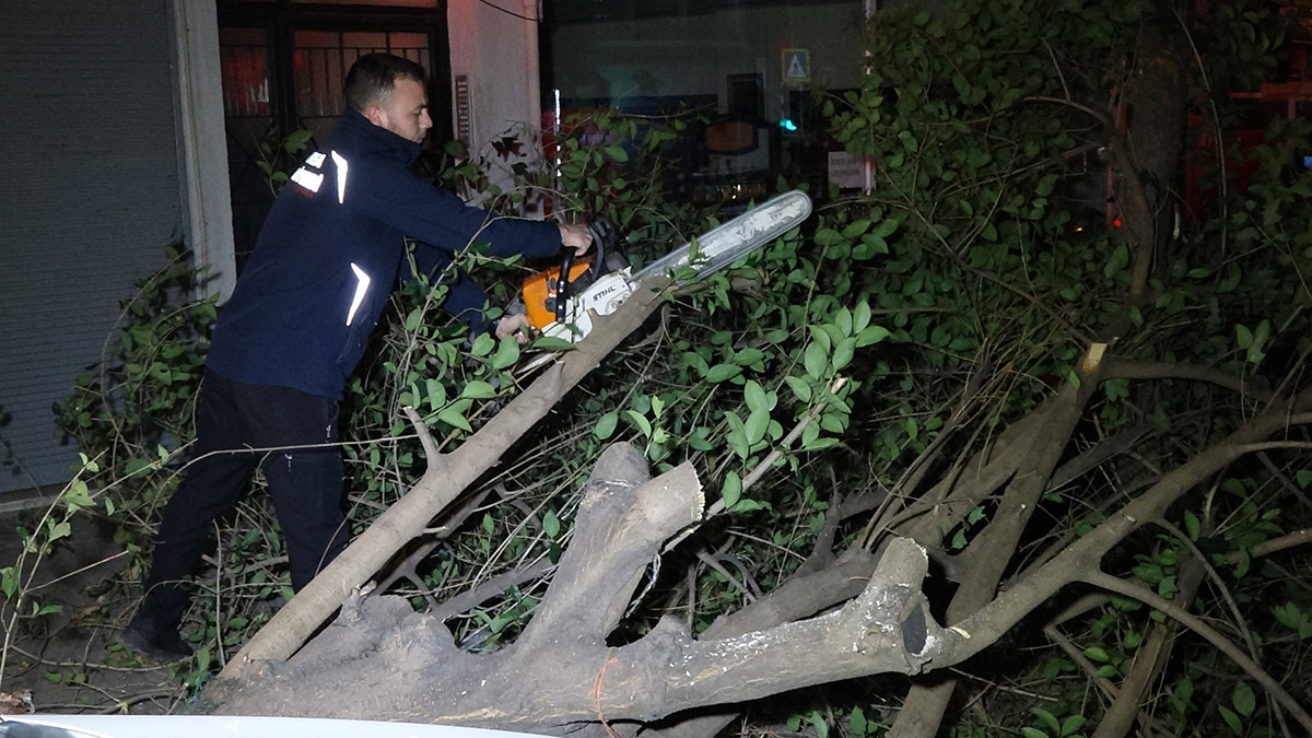 Lodosta kırılan ağaç otomobilin üzerine devrildi