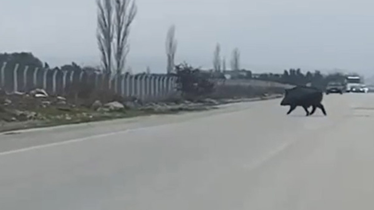 Yaban domuzu sürüsü caddeye indi