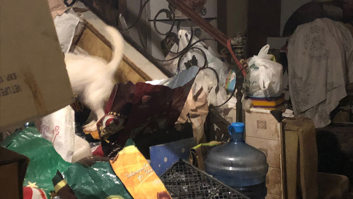 Bir evde çok sayıda çürümüş köpek ve kedi ölüsü bulundu