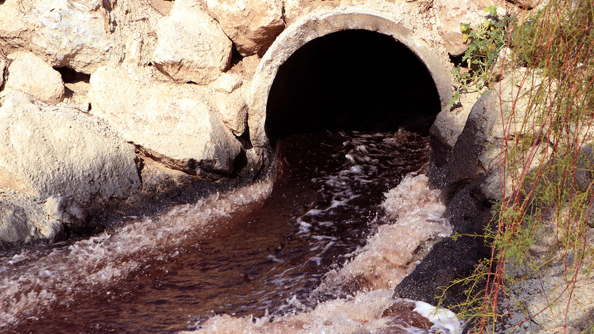 Binlerce arı ve balık öldü