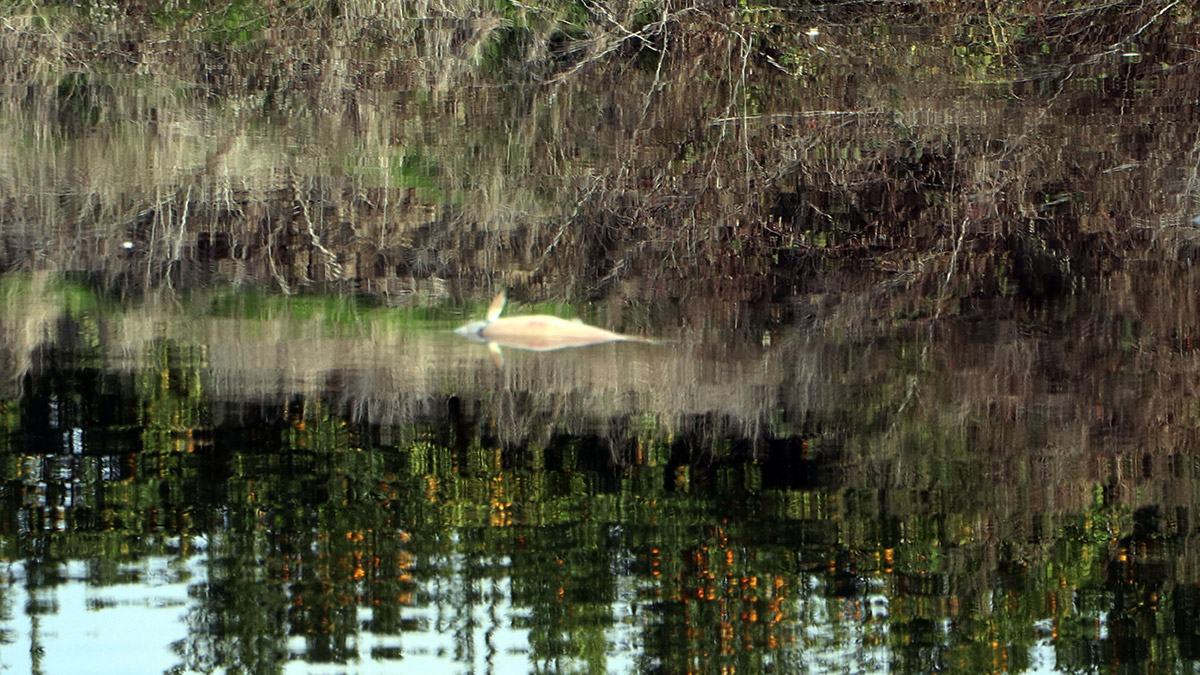 Adana'da, Organize Sanayi Bölgesi'nde bazı fabrikalardan gelen kimyasal atığın yeterince arıtılmadan Ceyhan Nehri'ne dökülmesiyle bölgedeki binlerce arı ve balık öldü, yerleşim yerlerini ise kötü koku sardı.