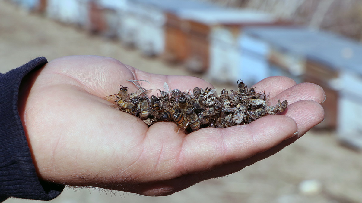 Binlerce arı ve balık öldü