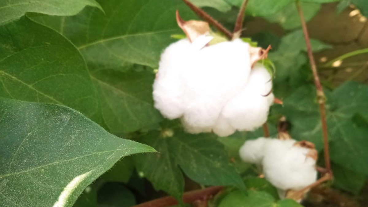 Pamuk eken öğrenciler 400 bin TL gelir elde etti