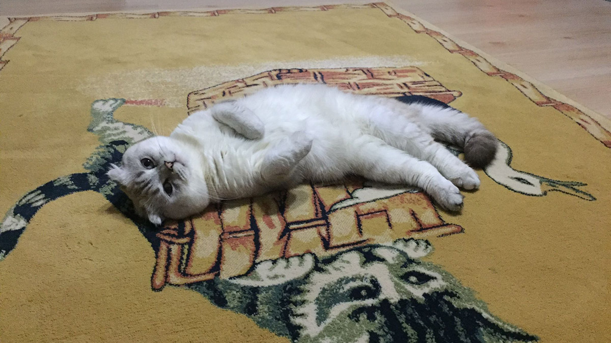 1 milyon 104 bin 557 ev hayvanı kayıt altına alındı