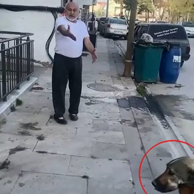 Paşa isimli sokak köpeğini öldüren katile 5 yıl 9 ay hapis