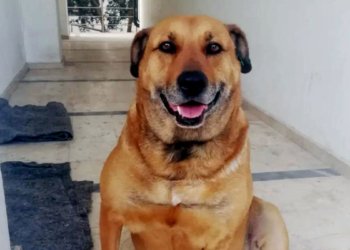 Paşa isimli sokak köpeğini öldüren katile 5 yıl 9 ay hapis