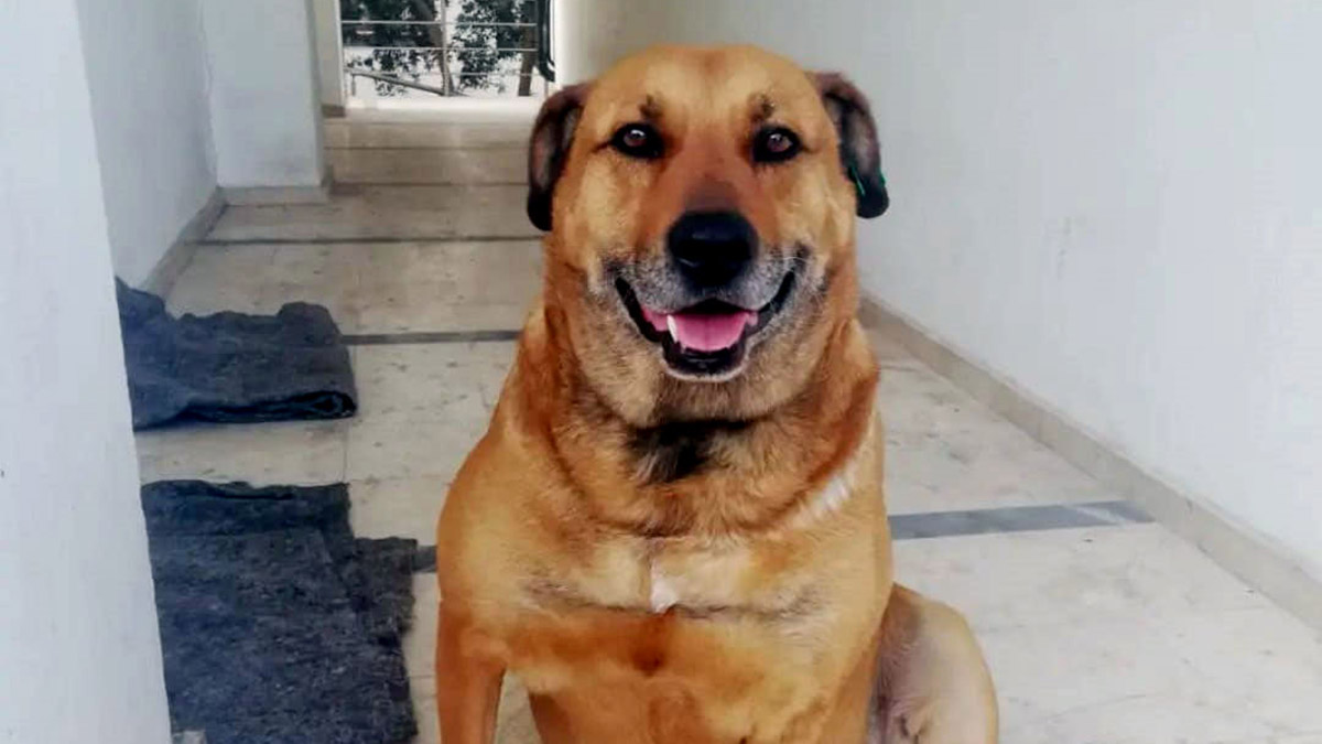Paşa isimli sokak köpeğini öldüren katile 5 yıl 9 ay hapis