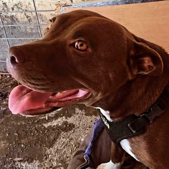 duruşma öncesi ve sonrası hayvanseverler, adliye önünde olaya tepki göster