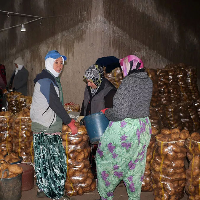 Afyonkarahisar'ın sandıklı ilçesinde bu yıl verim ve fiyat yüksekliği dolayısıyla patates üreticisinin yüzü güldü. 884 üreticinin 35 bin dekar alanda ekimini yaptığı patatesin kilosu, şu anda doğal soğuk hava depoları olan mağaralarda 8 liraya satılıyor.