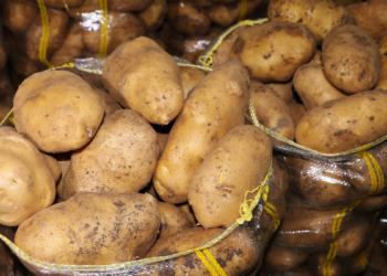 Patates üreticisinin yüzü güldü