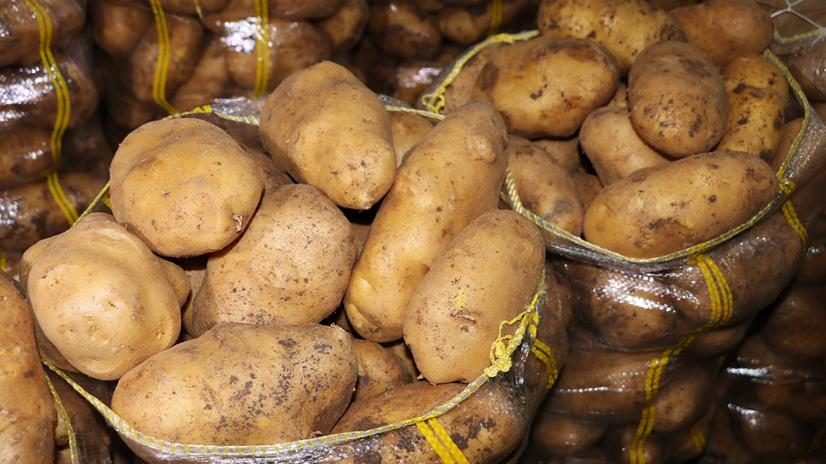 Patates üreticisinin yüzü güldü