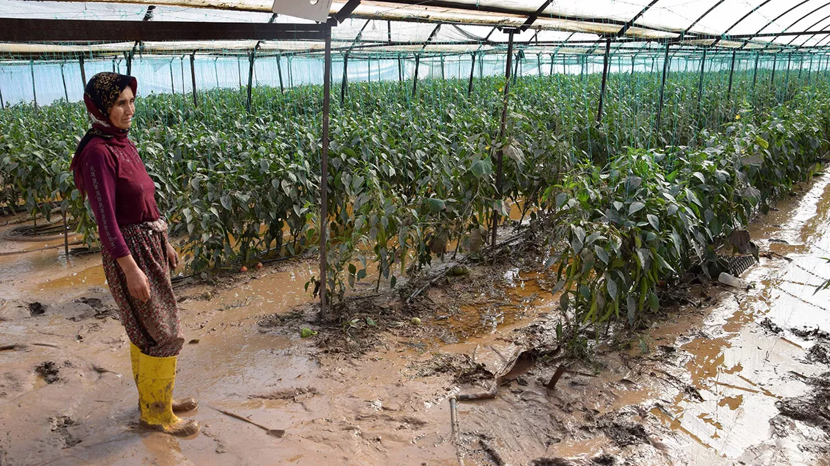 Antalya'nın kumluca ilçesinde sel mağduru çiftçiler ürünlerini kurtarmak için mücadele ediyor. Üreticiler, toprağa ve balçığa bulanmış sağlam durumdaki ürünlerini suyla temizlemeye çalışıyor.