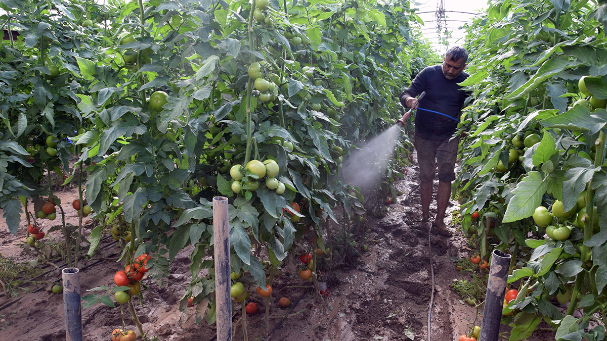 Sel mağduru çiftçiler ürünlerini kurtarmaya çalışıyor