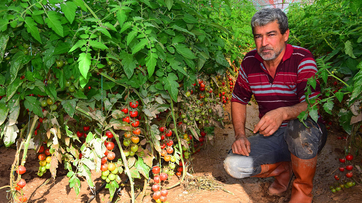 Sel mağduru çiftçiler ürünlerini kurtarmaya çalışıyor