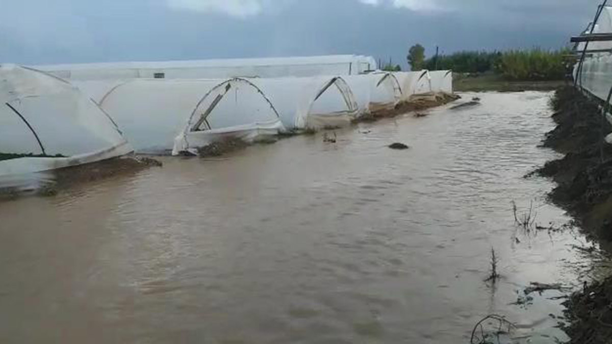 Antalya'nın Serik ilçesinde geceden bu yana etkisini sürdüren sağanak çilek seralarına zarar verdi.