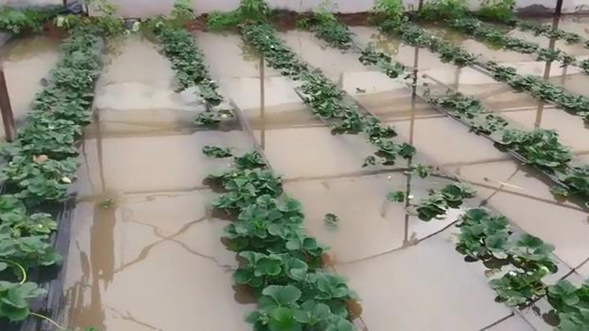 Serik'te sağanak çilek seralarına zarar verdi