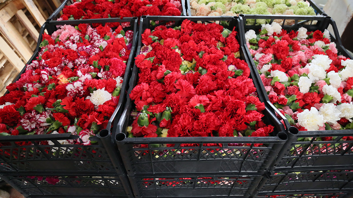 Sirtakide tabak kırma yerine çiçek dökülüyor