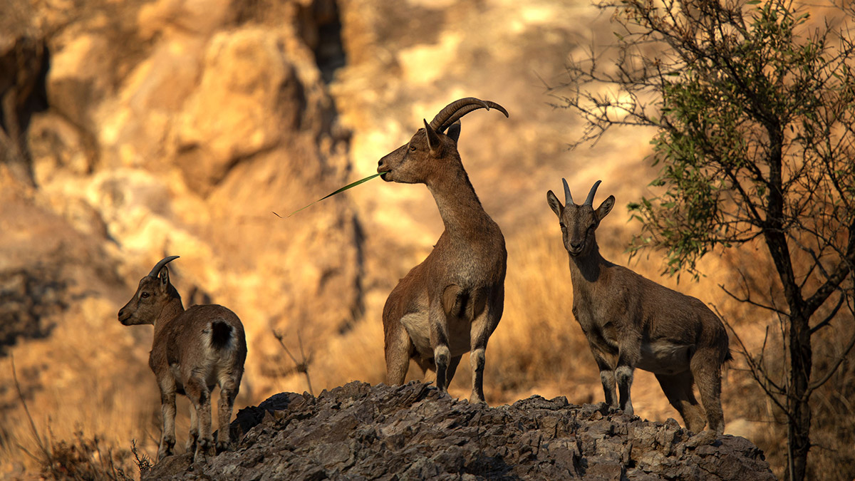 Sivas'ta yaban keçisi sayısı 3 bine ulaştı