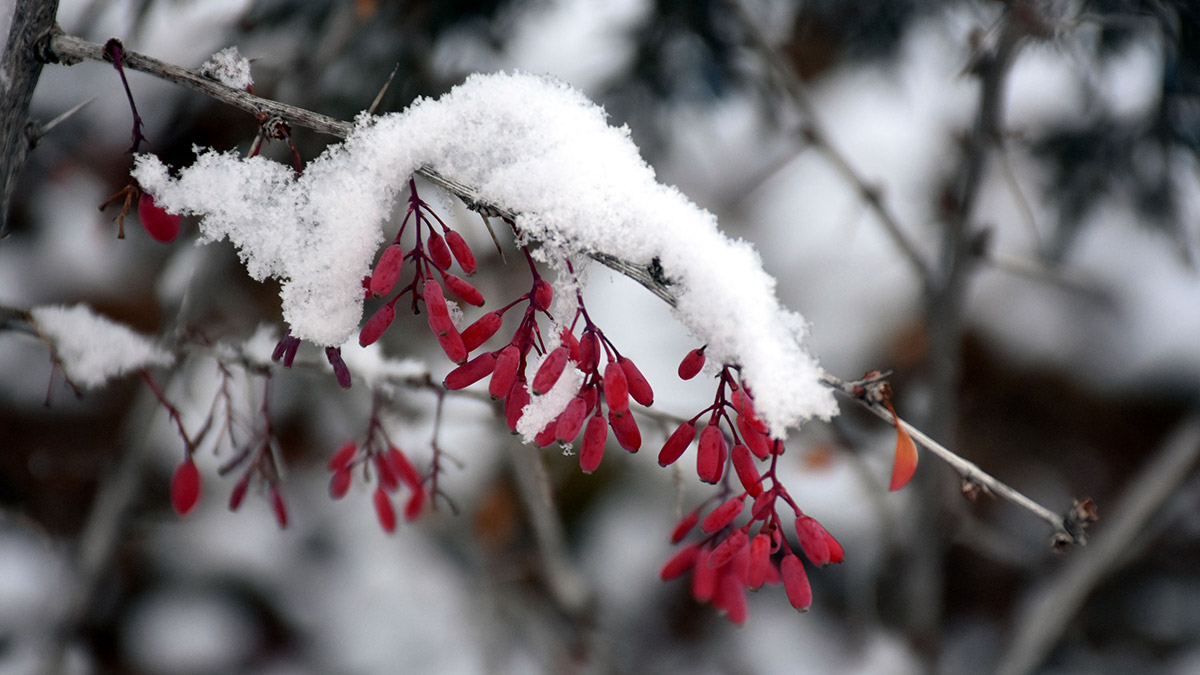 Sivas'tın 2 ilçesi beyaza büründü