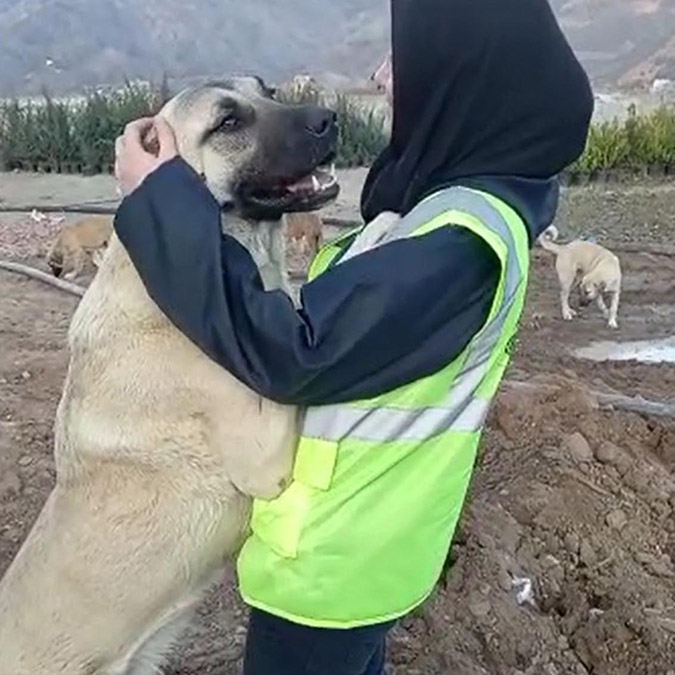 Yusufeli'nde sokak hayvanları toplanıyor