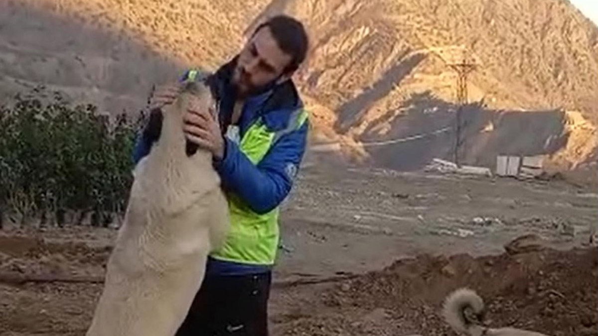 Türkiye'nin en yüksek, dünyanın ise 5'inci en yüksek barajı Yusufeli Barajı suları altında kalacak yerleşim birimlerindeki sokak hayvanları toplanıyor.