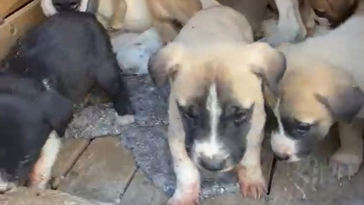 Yusufeli'nde sokak hayvanları toplanıyor