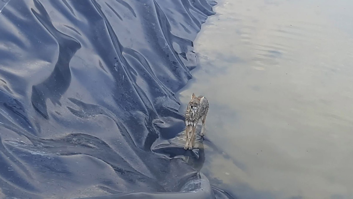 Sulama havuzuna düşen çakal kurtarıldı