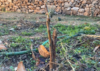 Bahçesine diktiği 15 zeytin fidanını kırdılar