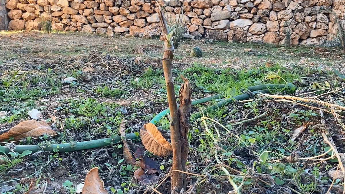 Bahçesine diktiği 15 zeytin fidanını kırdılar
