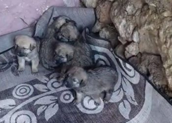Hamamın damındaki boşluktan içeri düşen 5 yavru köpek kurtarıldı