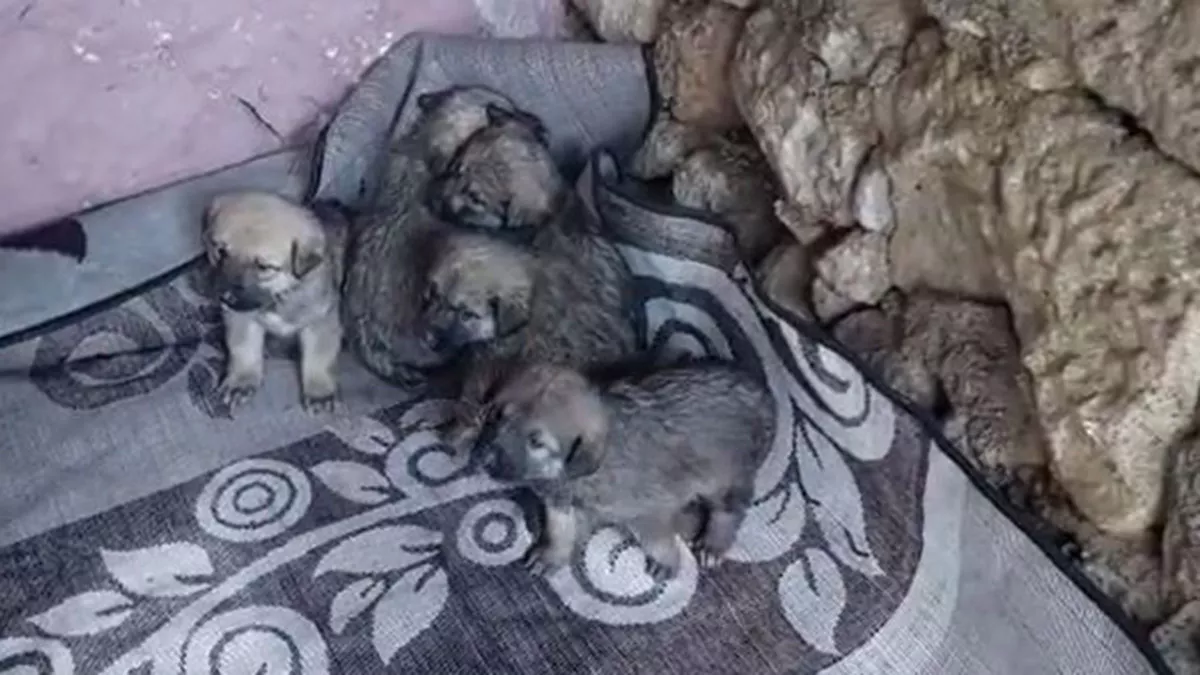 Hamamın damındaki boşluktan içeri düşen 5 yavru köpek kurtarıldı