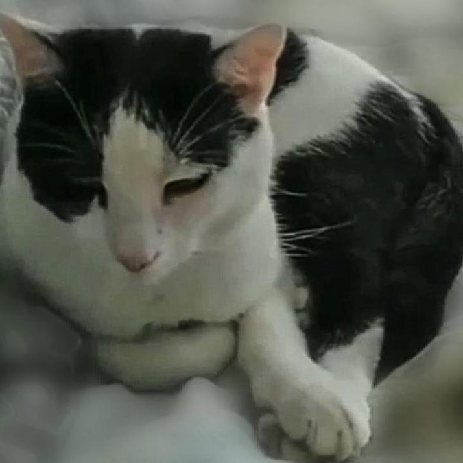 Kalp kapakçığı tümörü teşhis edilen kedi tedaviye alındı