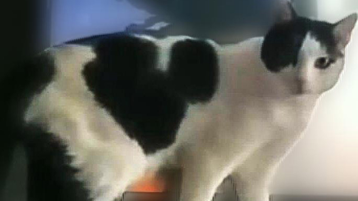 Kalp kapakçığı tümörü teşhis edilen kedi tedaviye alındı