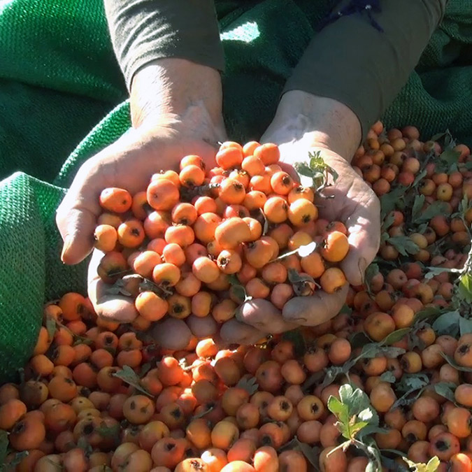 Toros Dağları'nda alıçlar toplanıyor