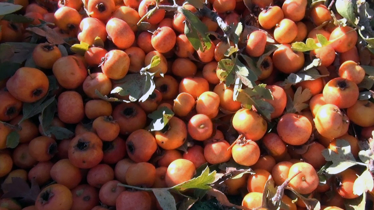 Toros Dağları'nda alıçlar toplanıyor
