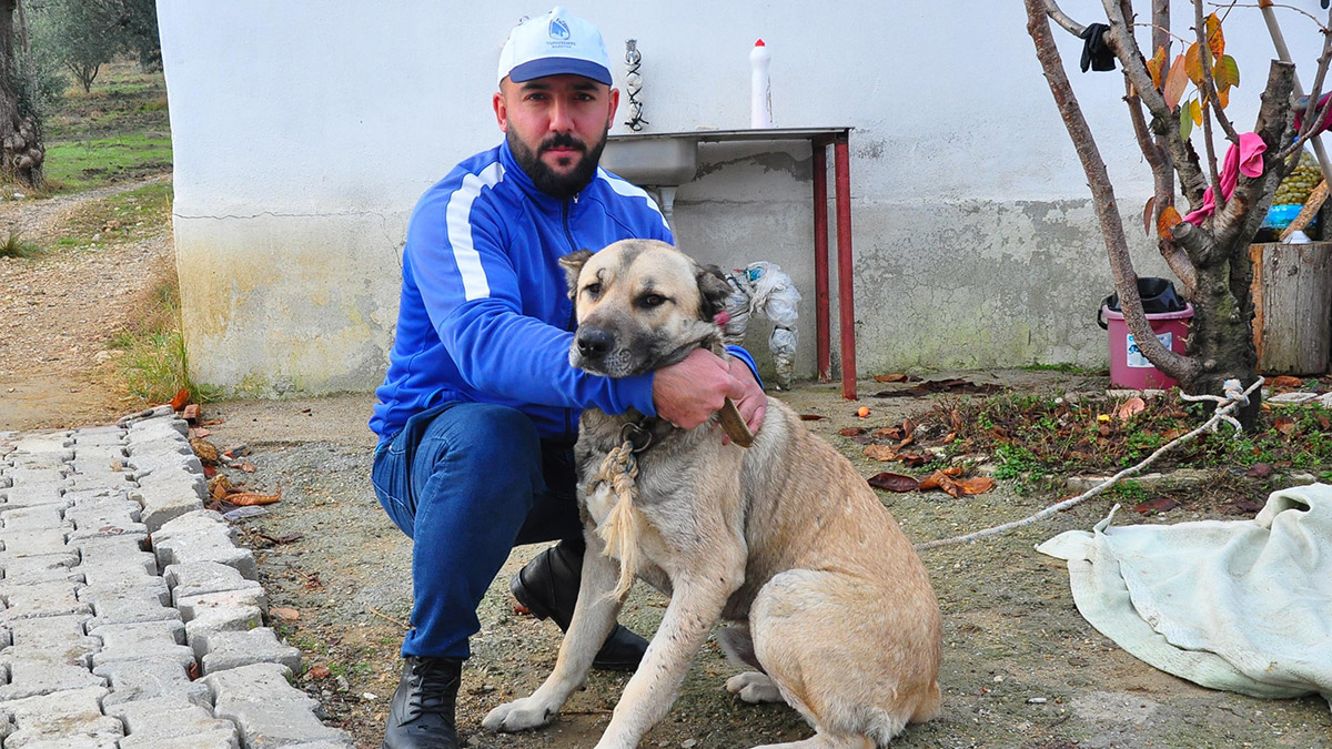 Manisa'nın Şehzadeler ilçesinde, pompalı tüfekli saldırıda 3 bacağından çok sayıda saçmayla yaralanan kangal cinsi köpek, zehirlenme ve sakat kalma tehlikesiyle karşı karşıya kaldı.