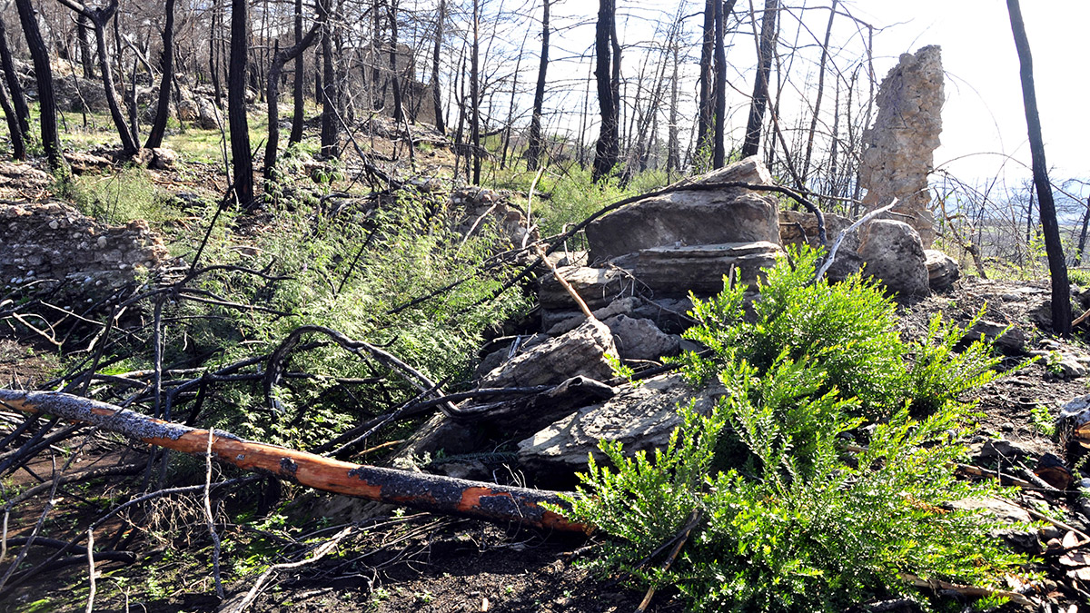 Antalya'da geçen yıl yaşanan büyük Manavgat yangını sonrası yanan ağaçları keserken antik kentteki eserlere zarar veren firmaya suç duyurusu.