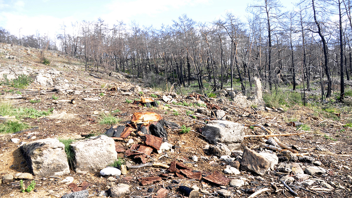 Antik kentteki eserlere zarar veren firmaya suç duyurusu