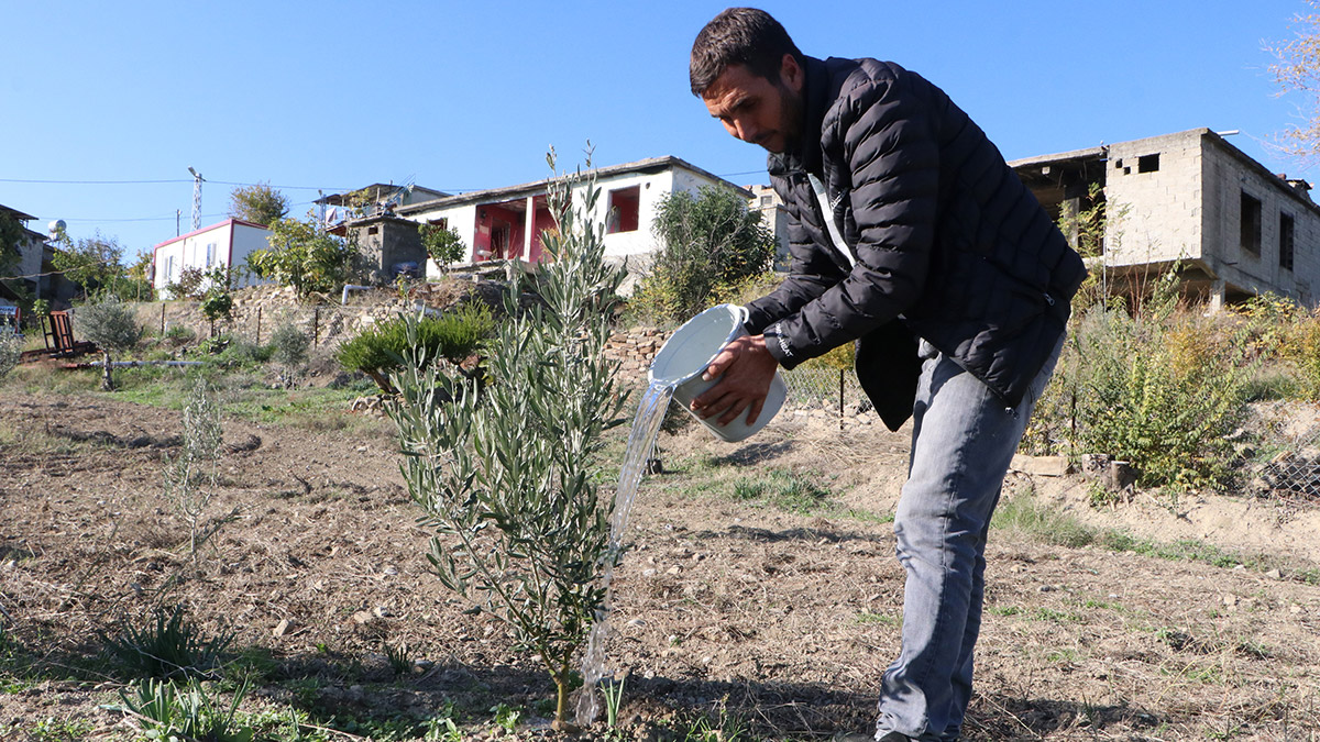 Yangında zarar gören meyve bahçeleri yeşeriyor