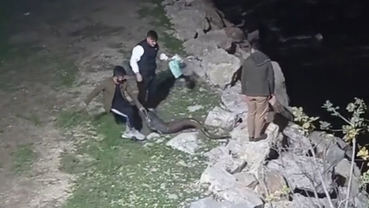 Yayın balıklarını elleriyle avladılar