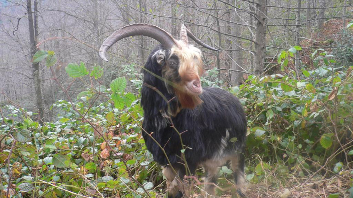 Türkiye'de 2009'da 5 milyona gerileyen yerli keçi varlığı, Tarım ve Orman Bakanlığı'nca uygulanan ıslah projeleri ile 12 milyona yükseldi.