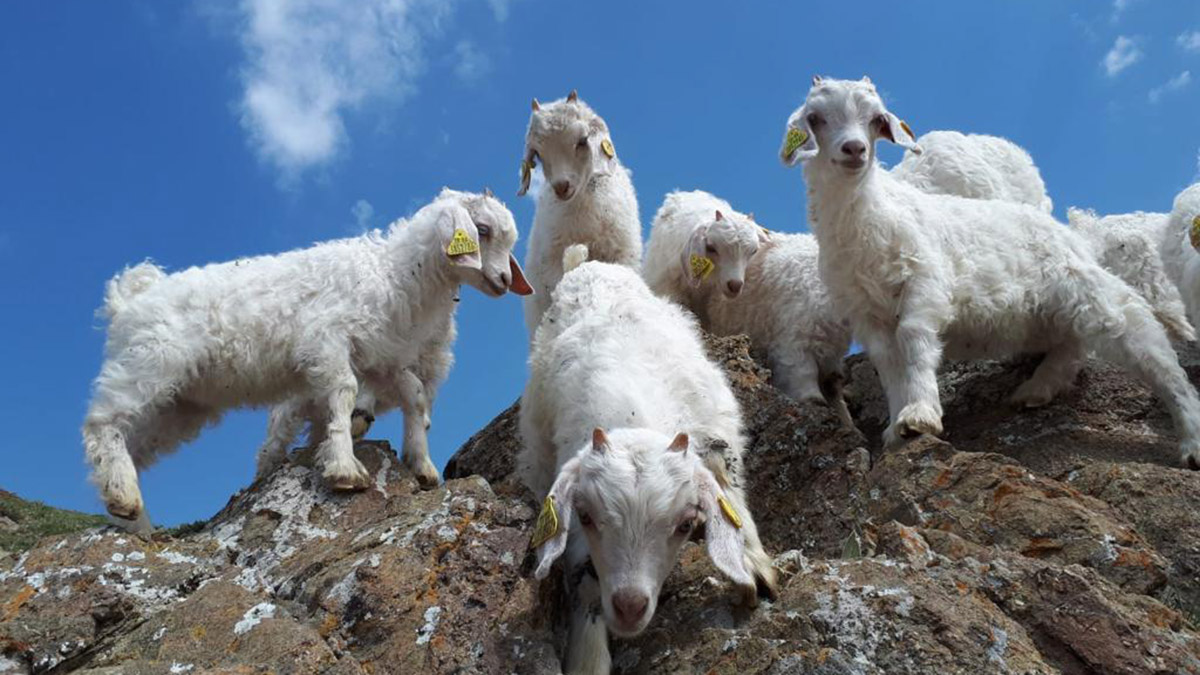 Yerli keçi varlığı 12 milyona yükseldi