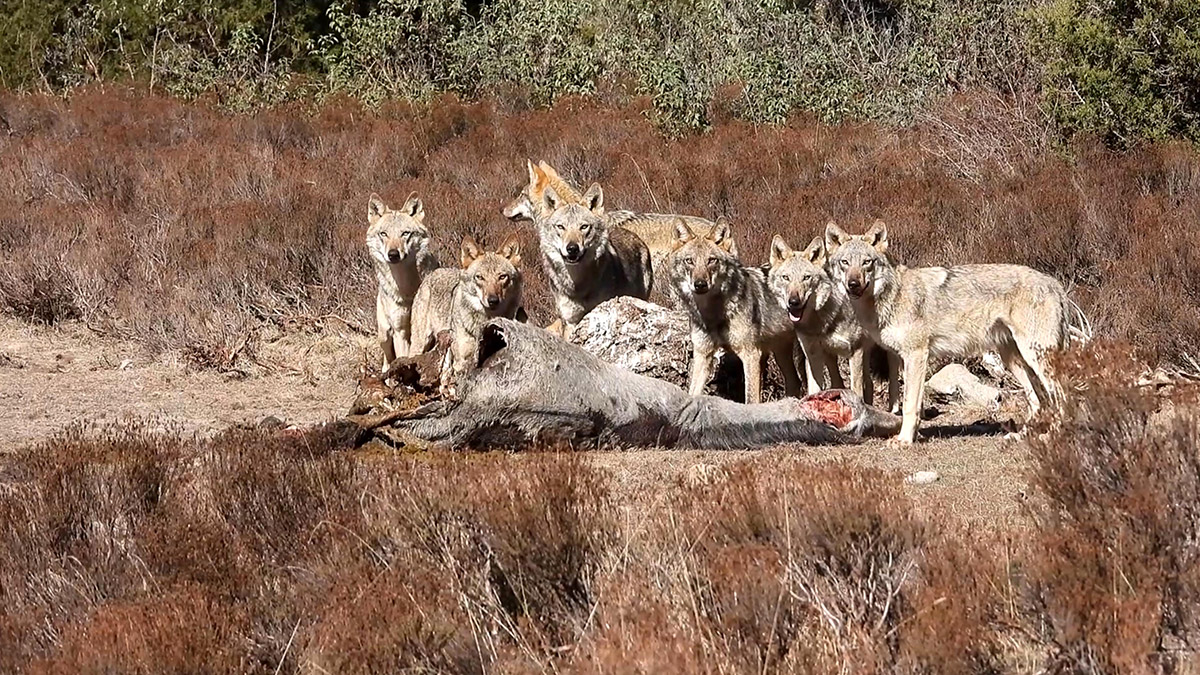 Yılkı atı ile beslenen kurt sürüsü görüntülendi