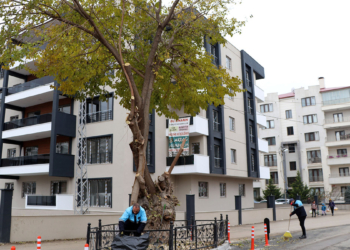 Asırlık dut ağacı korumaya alındı