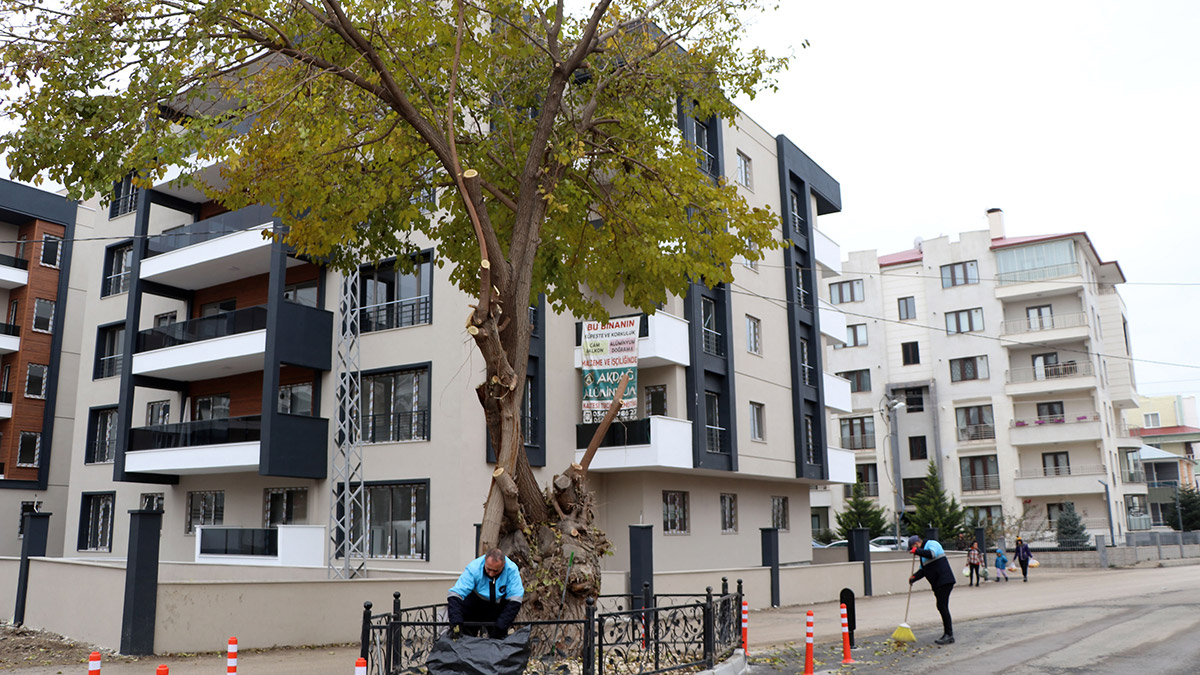 Asırlık dut ağacı korumaya alındı